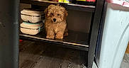 Lulu is registered to the contest to win money with this photo: animal, appliances, black_furniture, brown_fur, cabinet, container, cute, dog, fluffy, front_view, household, indoors, kitchen, pet, portrait, puppy, shelf, sitting, storage, wood_floor