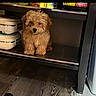 Lulu is registered to the contest to win money with this photo: puppy, dog, pet, fluffy, brown_fur, cute, sitting, shelf, indoors, kitchen, appliances, storage, cabinet, wood_floor, container, black_furniture, portrait, animal, front_view, household