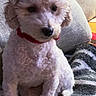 Elly joined the competition — help win amazing prizes! dog, puppy, white_dog, fluffy, curly_fur, red_collar, sitting, couch, blanket, indoor, pet, companion_animal, portrait, close_up, looking_at_camera, black_nose, brown_eyes, home, cozy, photography