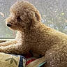 Elly joined the competition — help win amazing prizes! dog, curly_fur, small_dog, cream_coat, pet, animal, lying_down, sitting, window, indoors, blanket, pillows, colorful_fabric, home, cozy, daylight, portrait, side_profile, fluffy, relaxed