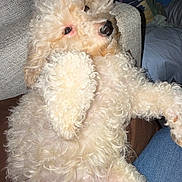 Elly joined the competition — help win amazing prizes! dog, puppy, small_dog, curly_fur, white_fur, fluffy, belly_up, lying_down, pet, companion_animal, black_nose, brown_eyes, indoor, couch, blanket, human_legs, denim, cozy, flash_photography, portrait
