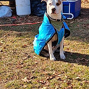 Roscoe joined the competition — help win amazing prizes! animal, background_objects, bandana, blue_coat, canine, collar, cooler, daytime, dog, fall, grass, leaves, nature, outdoor, pet, propane_tank, quiet, sitting, sunlight, yard