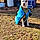 Roscoe