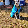 animal, background_objects, bandana, blue_coat, canine, collar, cooler, daytime, dog, fall, grass, leaves, nature, outdoor, pet, propane_tank, quiet, sitting, sunlight, yard