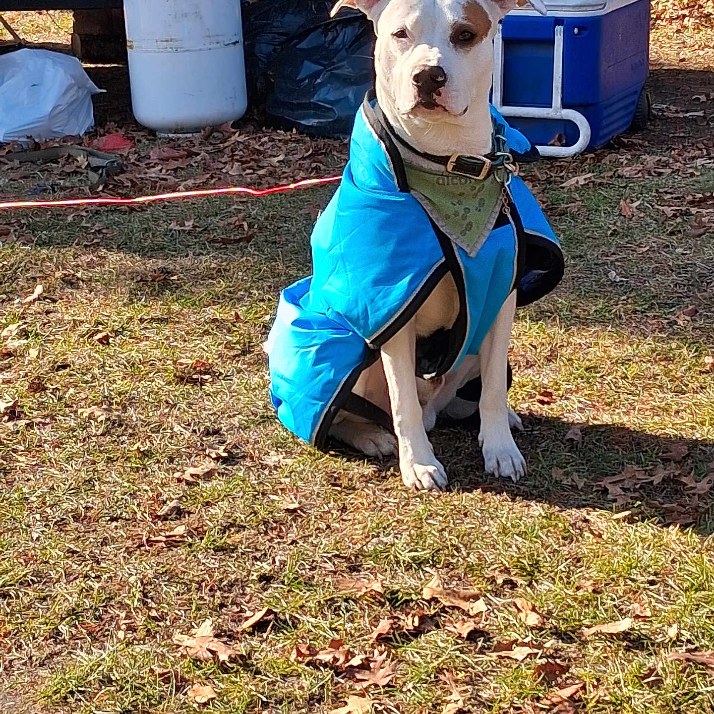 Roscoe
