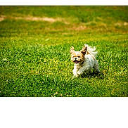 Mac is registered to the contest to win money with this photo: dog, small_dog, running, grass, green_field, outdoor, sunlight, happy, fluffy, ears, tail, nature, animal, pet, playful, summer, daytime, grass_field, canine, joyful