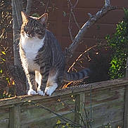 Sparky is registered to the contest to win money with this photo: