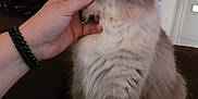 Maddie is registered to the contest to win money with this photo: cat, fluffy, hand, scratching, couch, indoor, pet, feline, fur, comfort, sitting, blurred, cozy, animal, domestic, home, relaxation, white_paws, person, bracelet