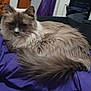Maddie joined the competition — help win amazing prizes! cat, fluffy, long_hair, animal, pet, indoor, purple_blanket, relaxed, feline, resting, cozy, fur, tail, household, couch, domestic, mammal, cute, sleepy, comfortable