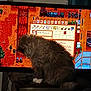 Maddie is registered to the contest to win money with this photo: cat, fluffy, television, video_game, indoor, furniture, screen, orange, brown, table, pet, animal, gaming, pixel_art, plant, game_interface, electronics, domestic, cozy, curious