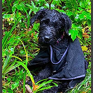 Upupup a rejoint le concours — aidez-le/la à gagner de superbes lots ! dog, wet, black_dog, towel, forest, greenery, leaves, grass, outdoor, nature, scruffy, pet, canine, fur, animal, sitting, plants, moist, curious, collar