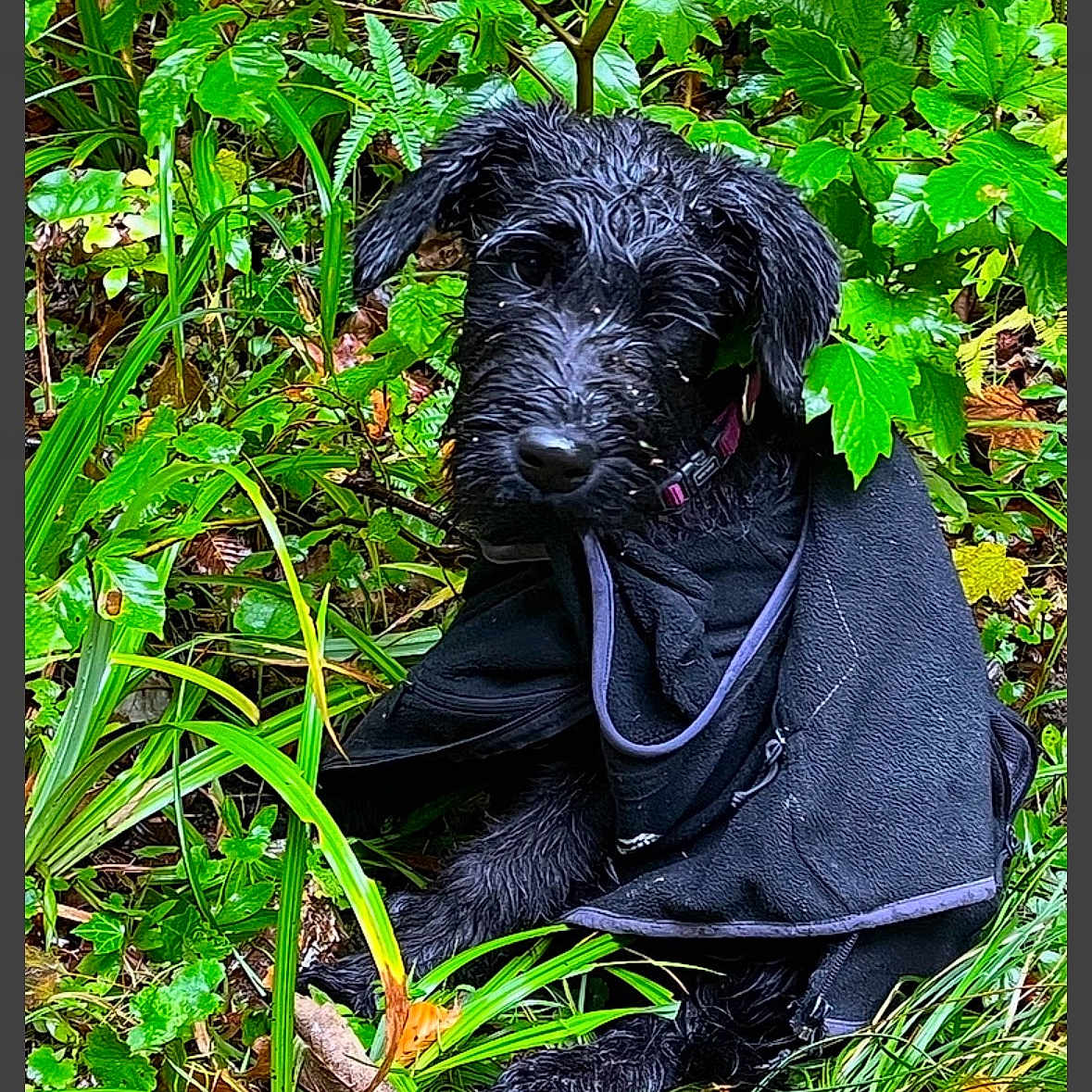 Upupup a rejoint le concours — aidez-le/la à gagner de superbes lots ! dog, wet, black_dog, towel, forest, greenery, leaves, grass, outdoor, nature, scruffy, pet, canine, fur, animal, sitting, plants, moist, curious, collar