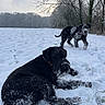 Upupup participe au concours pour gagner de l'argent avec cette photo : dog, snow, winter, field, trees, outdoor, black_dog, canine, animal, nature, cold, fur, playful, landscape, sky, grass, pet, snowy, forest, daytime