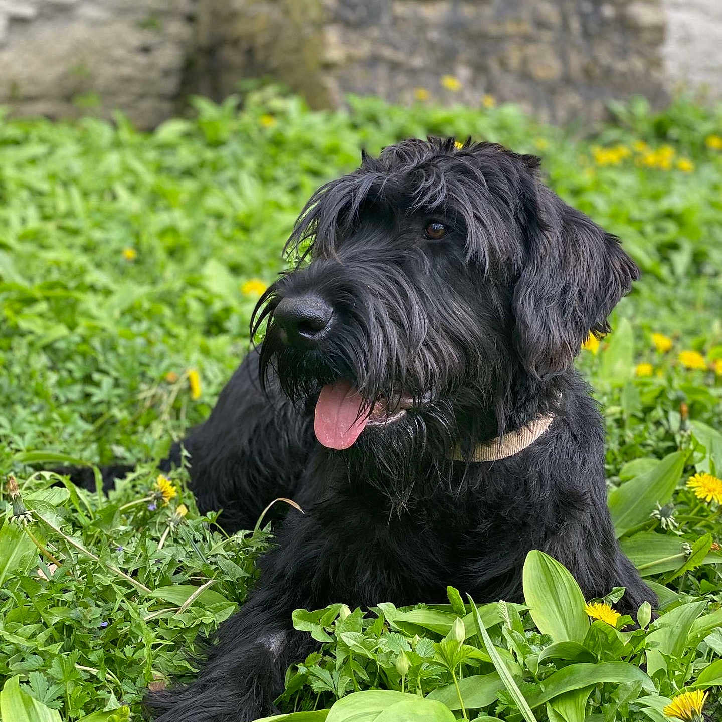 Massaï a rejoint le concours — aidez-le/la à gagner de superbes lots ! dog, black_dog, shaggy_coat, tongue_out, greenery, dandelions, grass, garden, outdoor, nature, resting, happy, canine, pet, animal, collar, stone_wall, blurred_background, summer, sunlight