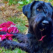 Massaï participe au concours pour gagner de l'argent avec cette photo : dog, black_dog, grass, outdoor, toy, rope_toy, playful, pet, animal, fur, paw, nature, leaf, chewing, canine, muzzle, collar, daylight, closeup, lying_down