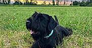 Massaï a rejoint le concours — aidez-le/la à gagner de superbes lots ! dog, black_dog, canine, grass, field, nature, sunset, cloudy_sky, outdoor, animal, collar, panting, relaxed, beard, fur, road, rural, scenic, summer, daytime