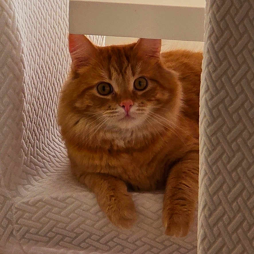 Phoenix joined the competition — help win amazing prizes! abyssinian, animal, architecture, building, cat, chair, couch, cushion, furniture, hardwood, homedecor, indoors, interiordesign, kitten, livingroom, manx, pet, plywood, room, wood