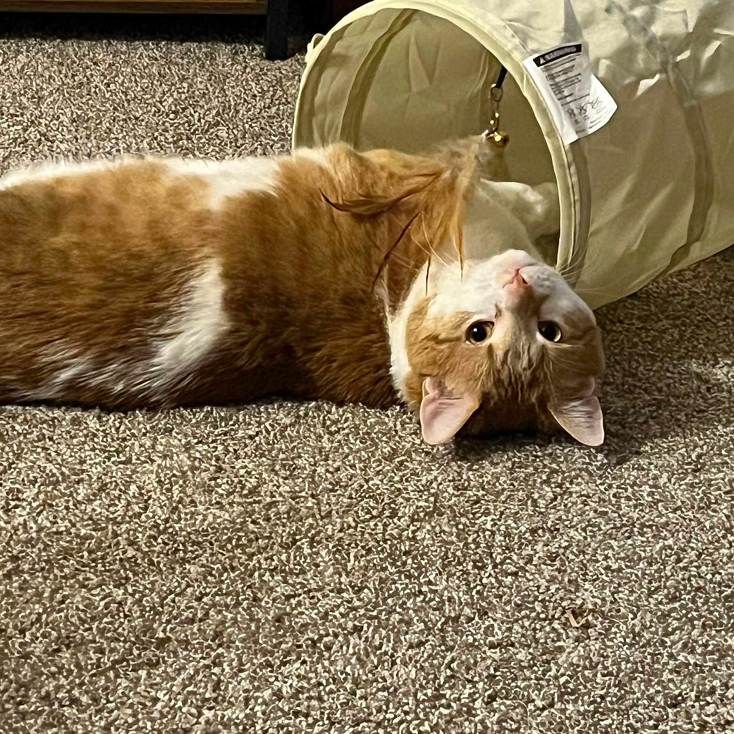 Binx