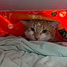Binx joined the competition — help win amazing prizes! bed, blanket, cat, comfort, cozy, cute, cute_face, domestic_animal, feline, fur, indoor, light_blue, orange, pattern, peeking, red, resting, soft, warm, whiskers