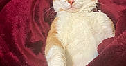Binx is registered to the contest to win money with this photo: animal, blanket, cat, cozy, cute, domestic_cat, fur, indoor, mammal, orange_cat, paw, pet, red_blanket, relaxed, resting, sleepy, snuggled, soft, whiskers, white_cat