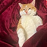 animal, blanket, cat, cozy, cute, domestic_cat, fur, indoor, mammal, orange_cat, paw, pet, red_blanket, relaxed, resting, sleepy, snuggled, soft, whiskers, white_cat