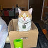 animal, beaded_bracelet, cardboard_box, cat, cat_toy, collar, container, cozy_room, curious, domestic, door, flash_reflection, furniture, green_bottle, home, indoor, orange_cat, pet, table, white_cat