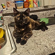 Nancy joined the competition — help win amazing prizes! animal, calm, cat, container, countertop, curious, domestic, feline, food_storage, household, indoor, kitchen, looking_at_camera, marble_countertop, measuring_cup, pet, relaxed, resting, sink, tortoiseshell_cat