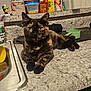 animal, calm, cat, container, countertop, curious, domestic, feline, food_storage, household, indoor, kitchen, looking_at_camera, marble_countertop, measuring_cup, pet, relaxed, resting, sink, tortoiseshell_cat