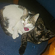 Nancy is registered to the contest to win money with this photo: cat, cats, feline, pet, indoor, chair, blue_cushion, wooden_chair, white_cat, tabby_cat, tortoiseshell_cat, snuggling, cozy, fur, animal, domestic_animal, cute, resting, two_animals, close