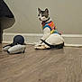 cat, colorful_sweater, indoor, wooden_floor, video_game_controller, ball, pet, curious, sitting, wall, collar, toy, floor, furniture_shadow, white, striped, playful, domestic_animal, young_cat, side_view