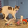 alert, cat, clutter, collar, countertop, curious, domestic, door, feline, flag, granite, household_items, indoor, kitten, papers, pet, plastic_bag, tabletop, tag, white_and_brown