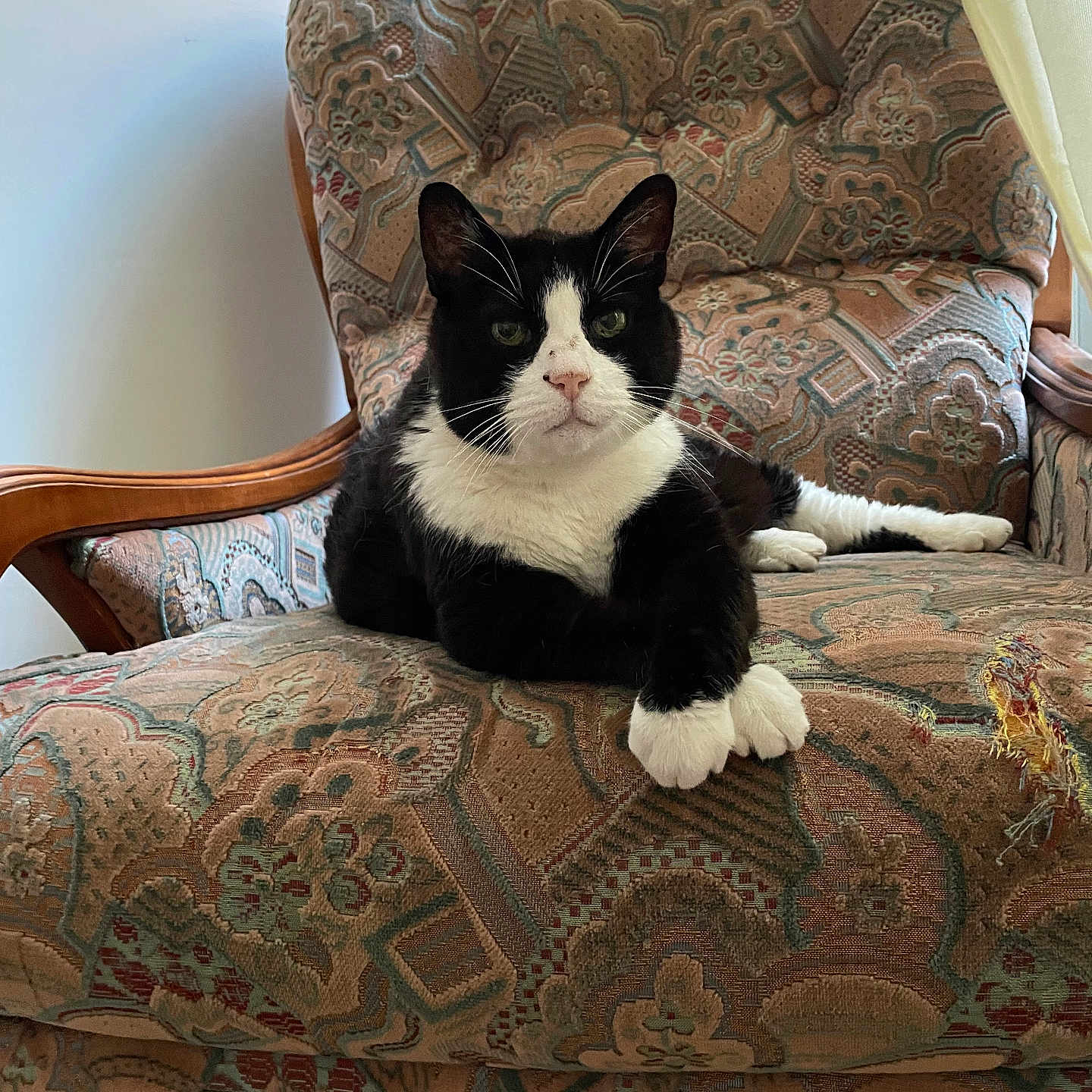 Miou Miou participe au concours pour gagner de l'argent avec cette photo : animal, armchair, black_and_white, cat, chair, cute, ears, fabric, feline, fur, home, indoor, pattern, paws, pet, relaxed, resting, sitting, whiskers, window