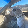 Dude joined the competition — help win amazing prizes! animal, calm, car_interior, collar, companion, daytime, dog, hills, looking_out, outdoor_view, passenger_seat, pet, reflection, scenic_view, side_mirror, sitting, sunlight, vehicle, white_dog, window
