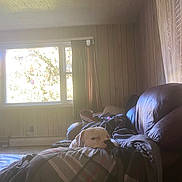 Dude joined the competition — help win amazing prizes! blanket, comfort, couch, curtain, daylight, decorations, dog, home, indoor, leather_couch, living_room, peaceful, pet, plaid, relaxation, resting, sleeping_dog, sunlight, window, wood_paneling