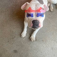 Dude joined the competition — help win amazing prizes! dog, white_dog, sunglasses, star_shaped_sunglasses, pet, canine, laying_down, concrete_floor, indoor, funny, cute, animal, portrait, eyewear, close_up, pink_nose, ears, four_legs, muzzle, spot