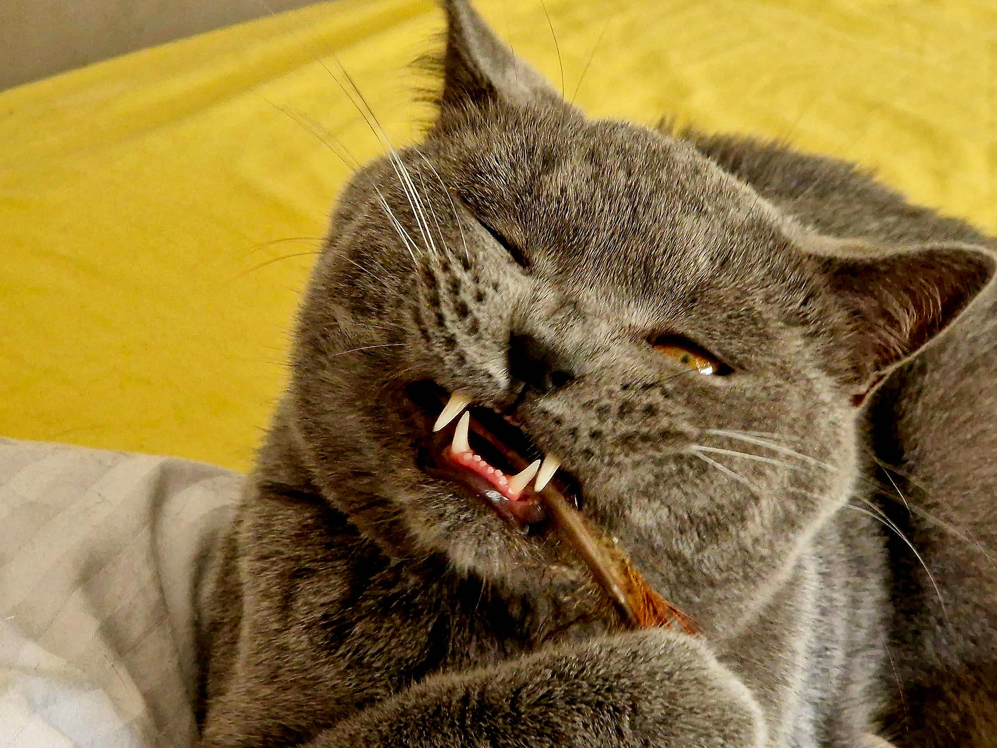 Fang joined the competition — help win amazing prizes! carnivore, cat, domestic_short_haired_cat, felidae, fur, grey, russian_blue, small_to_medium_sized_cats, snout, terrestrial_animal, whiskers