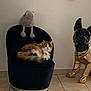 cat, chair, plush_toy, decorative_statue, dog_statue, indoor, tiled_floor, wall, furniture, pet, calico_cat, black_chair, flooring, home_decor, relaxing, animal, stuffed_animal, ornament, cozy, living_room