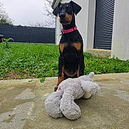 Akiya a rejoint le concours — aidez-le/la à gagner de superbes lots ! doberman, puppy, dog, pet, collar, toy, stuffed_animal, concrete, grass, yard, building, shutter, outdoor, overcast, black_dog, brown_markings, sitting, attentive, animal, young