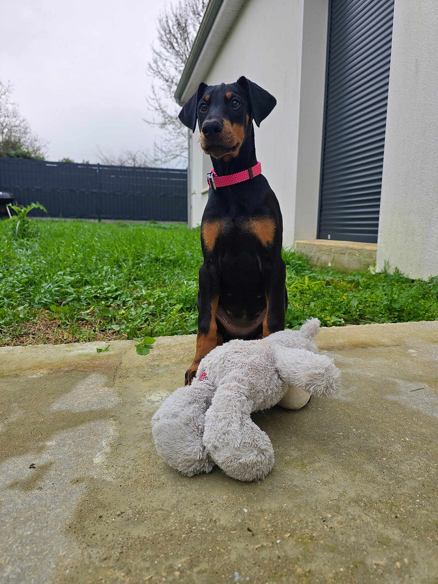 Akiya a rejoint le concours — aidez-le/la à gagner de superbes lots ! doberman, puppy, dog, pet, collar, toy, stuffed_animal, concrete, grass, yard, building, shutter, outdoor, overcast, black_dog, brown_markings, sitting, attentive, animal, young