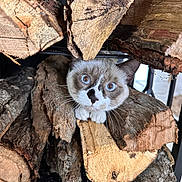 Atlas a rejoint le concours — aidez-le/la à gagner de superbes lots ! cat, wood, logs, stacked_wood, animal, curious, blue_eyes, fur, whiskers, nature, close_up, indoor, pet, face, playful, woodpile, texture, brown, white, hiding
