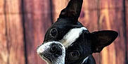 Bugsy is registered to the contest to win money with this photo: dog, boston_terrier, pet, animal, portrait, black_and_white, curious, head_tilt, collar, indoor, furry, cute, canine, close_up, domestic_animal, ears, whiskers, background, wood, sitting