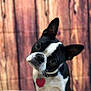 dog, boston_terrier, pet, animal, portrait, black_and_white, curious, head_tilt, collar, indoor, furry, cute, canine, close_up, domestic_animal, ears, whiskers, background, wood, sitting