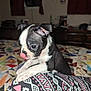 Bugsy is registered to the contest to win money with this photo: puppy, dog, boston_terrier, tongue, bed, blanket, patterned, indoor, cute, pet, animal, small, young, playful, fur, ears, nose, paw, resting, curious