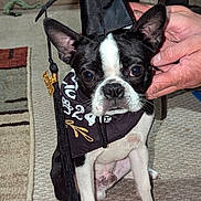Bugsy is registered to the contest to win money with this photo: dog, puppy, boston_terrier, graduation_cap, graduation_gown, pet, indoor, carpet, hand, black_and_white, small_dog, cute, animal, sitting, portrait, face, ears, whiskers, floor, decor