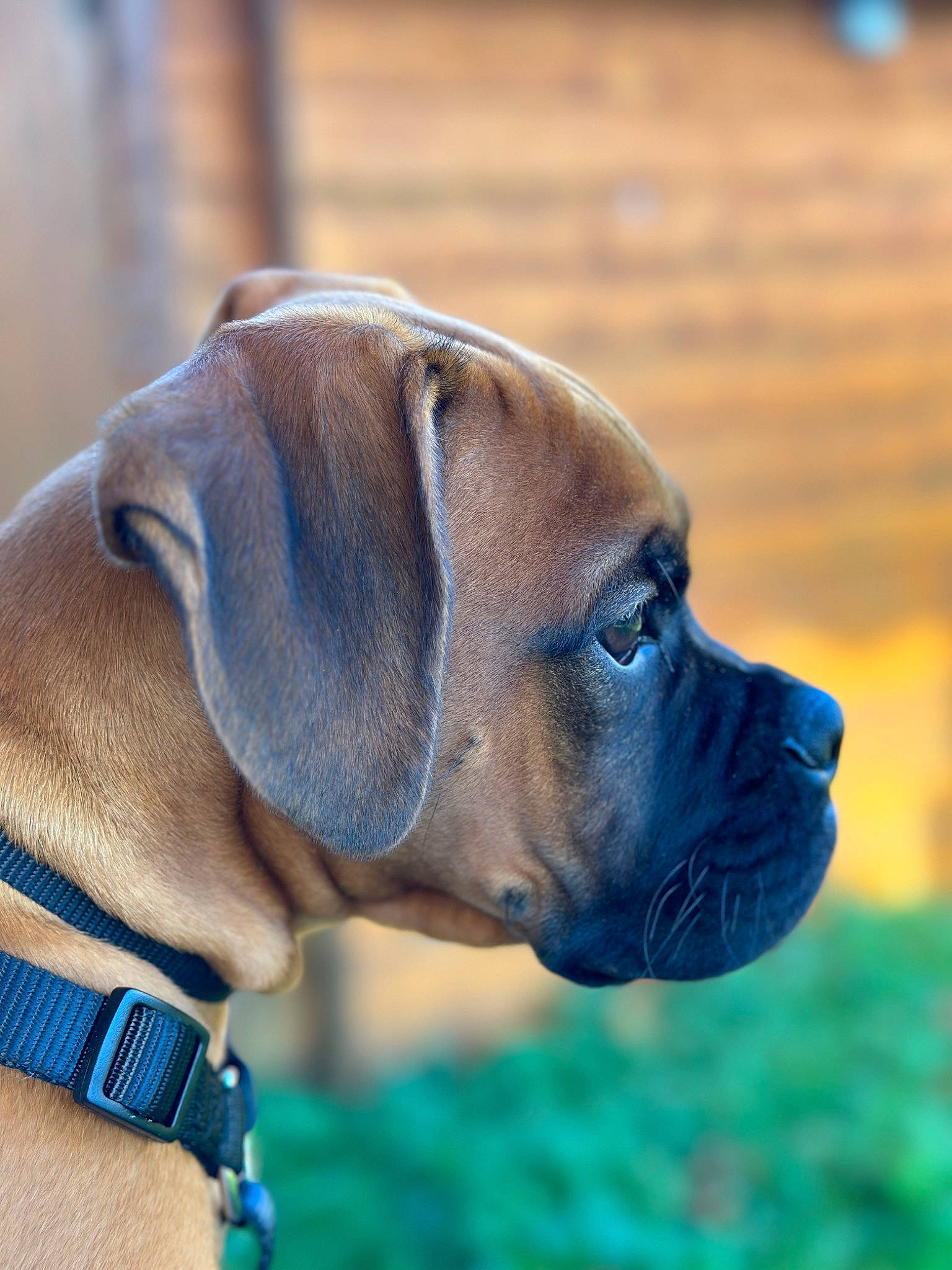 Ukas participe au concours pour gagner de l'argent avec cette photo : biting, boxer, canidae, carnivore, collar, companion_dog, dog, dog_breed, dog_collar, dog_supply, ear, electric_blue, fawn, liver, pet_supply, snout, sporting_group, terrestrial_animal, working_animal, wrinkle