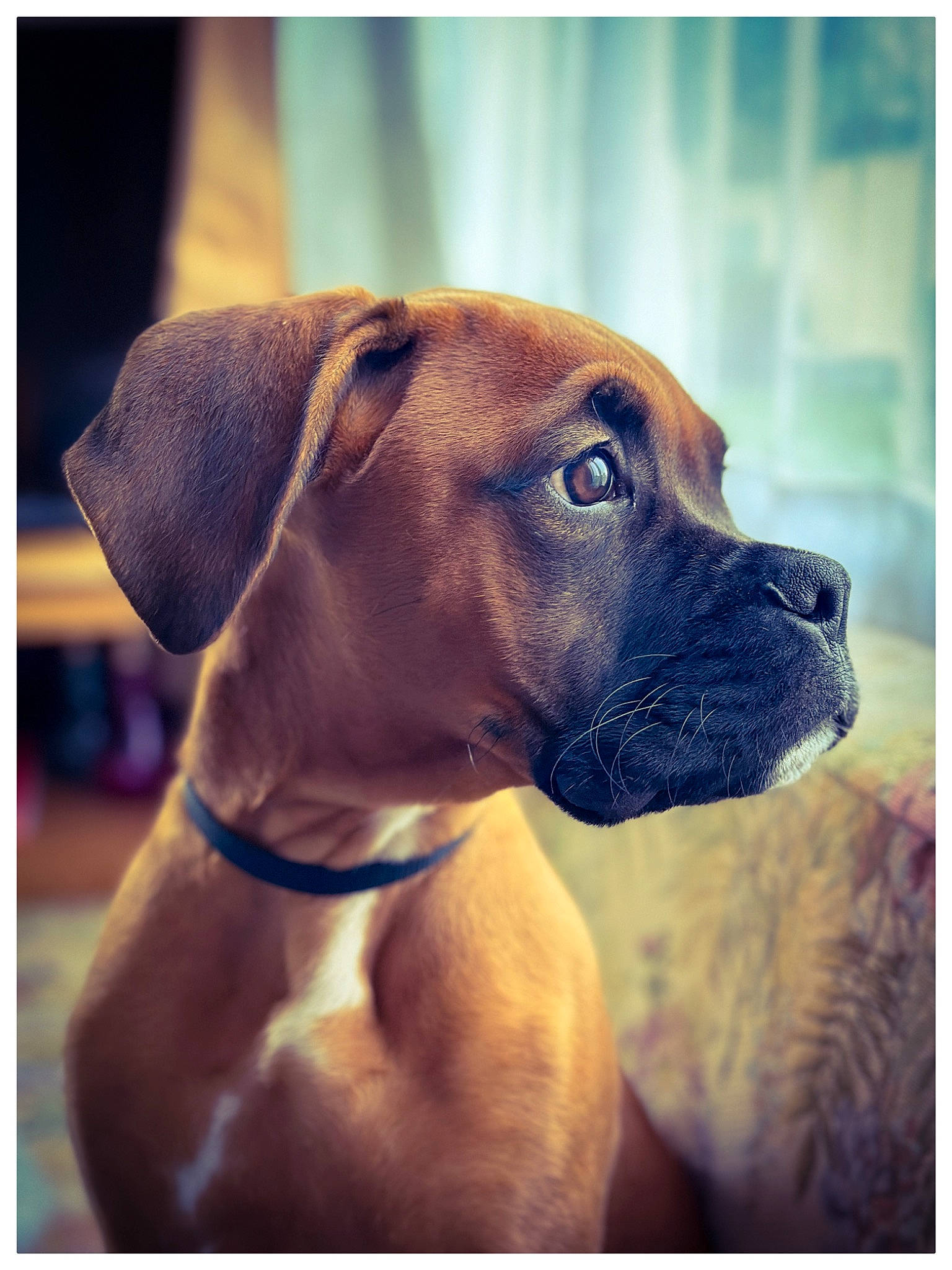 Ukas a rejoint le concours — aidez-le/la à gagner de superbes lots ! boxer, canidae, carnivore, collar, companion_dog, dog, dog_breed, dog_collar, fawn, giant_dog_breed, happy, liver, metal, pet_supply, rectangle, snapshot, snout, sporting_group, whiskers, working_animal