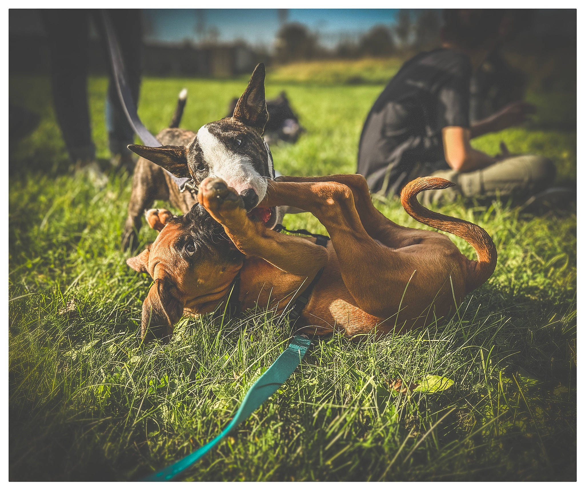 Ukas a rejoint le concours — aidez-le/la à gagner de superbes lots ! canidae, dog_breed, dress, fawn, grass, grassland, happy, horn, landscape, livestock, metal, pasture, plant, python_family, reptile, soil, terrestrial_animal, tree, wood, working_animal