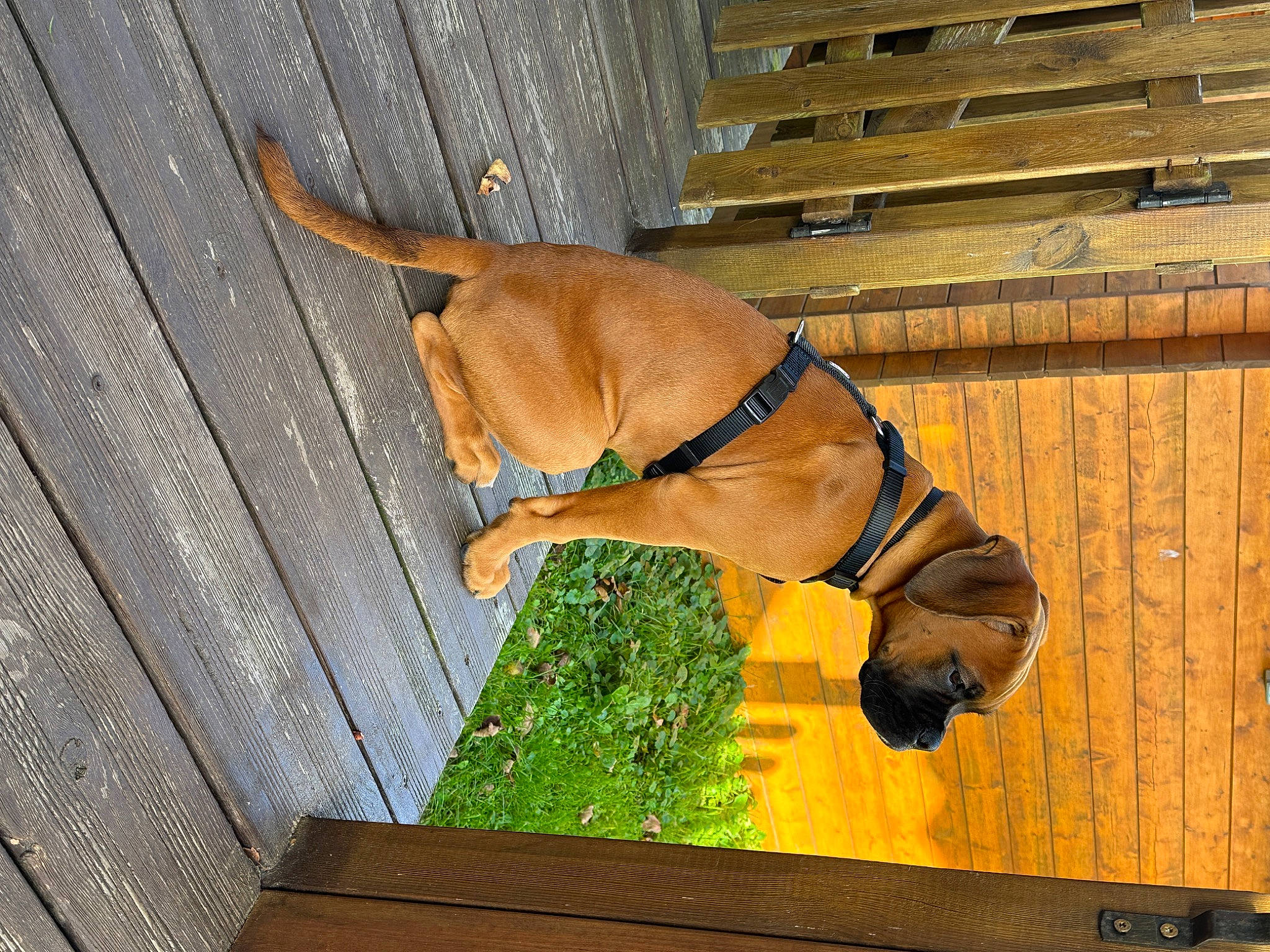 Ukas participe au concours pour gagner de l'argent avec cette photo : canidae, carnivore, collar, companion_dog, dog, dog_breed, dog_collar, dog_supply, guard_dog, gun_dog, hardwood, leash, liver, non_sporting_group, pet_supply, snout, tail, wood, working_animal, working_dog