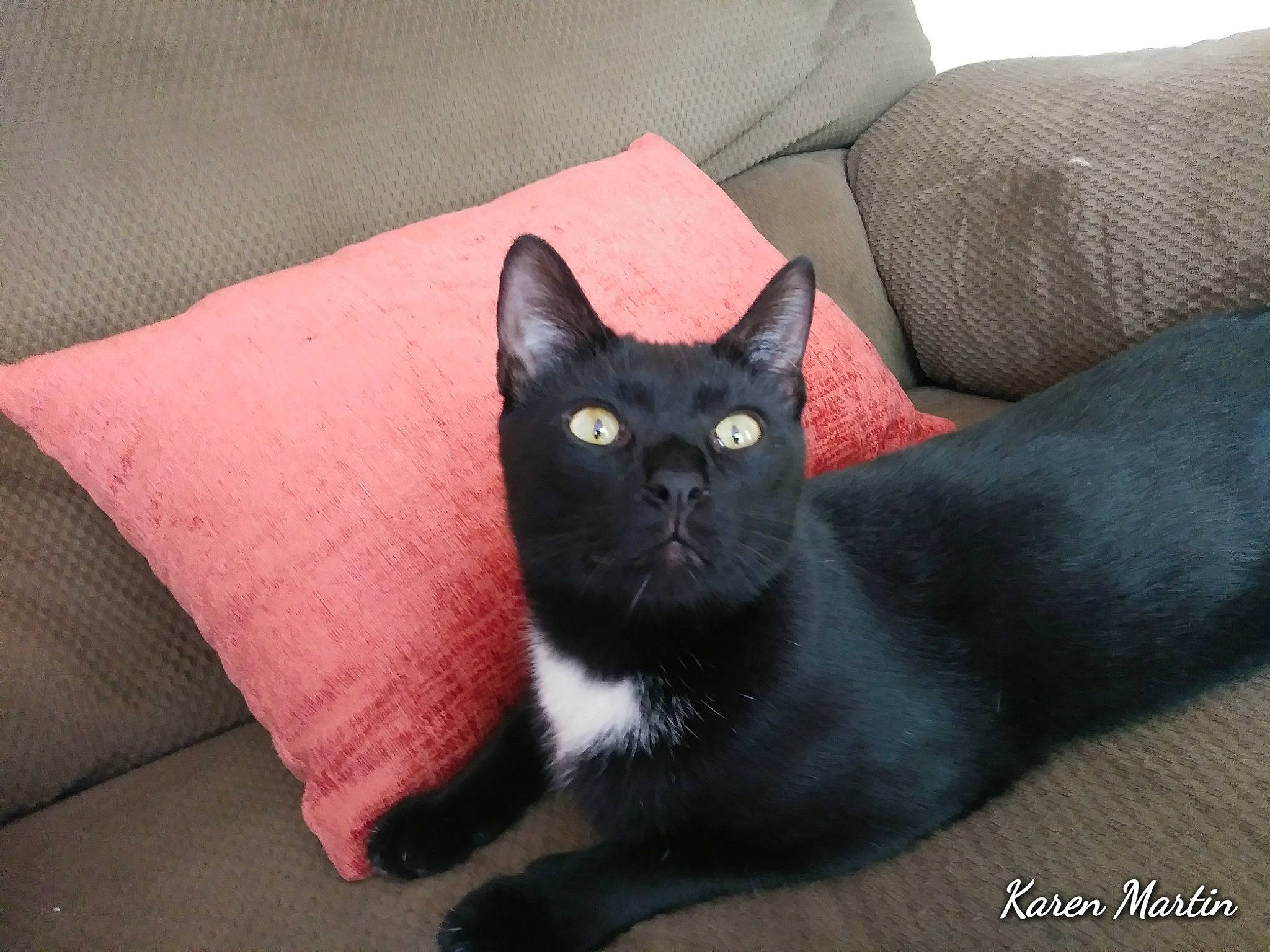 Buttons joined the competition — help win amazing prizes! asian, black_cat, bombay, burmese, carnivore, cat, domestic_short_haired_cat, felidae, havana_brown, korat, mammal, polydactyl_cat, small_to_medium_sized_cats, snout, tail, vertebrate, whiskers