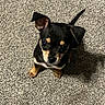 Ace is registered to the contest to win money with this photo: dog, puppy, black_and_tan, small_dog, canine, pet, animal, sitting, carpet, indoor, portrait, looking_at_camera, floppy_ears, tail, paws, brown_markings, cute, adorable, home, floor